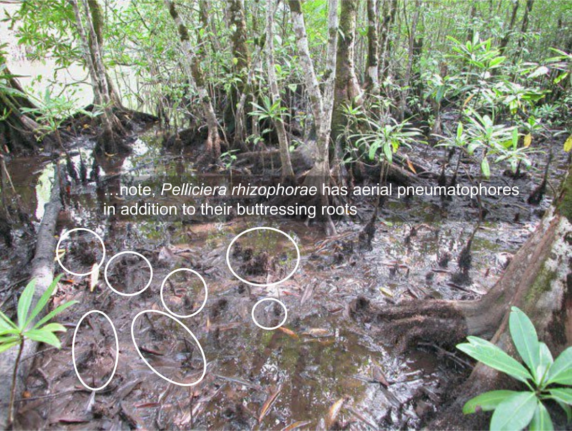 Pelliciera rhizophorae roots